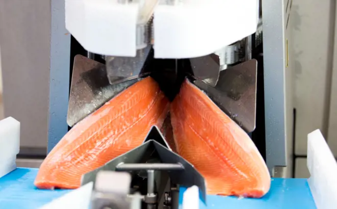 Processing Alligators Fillet machines for fish handling - Sustainable aquaculture processing