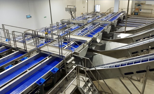 Utility Grade Fish Fish grader, weighing and batching - Sustainable aquaculture processing