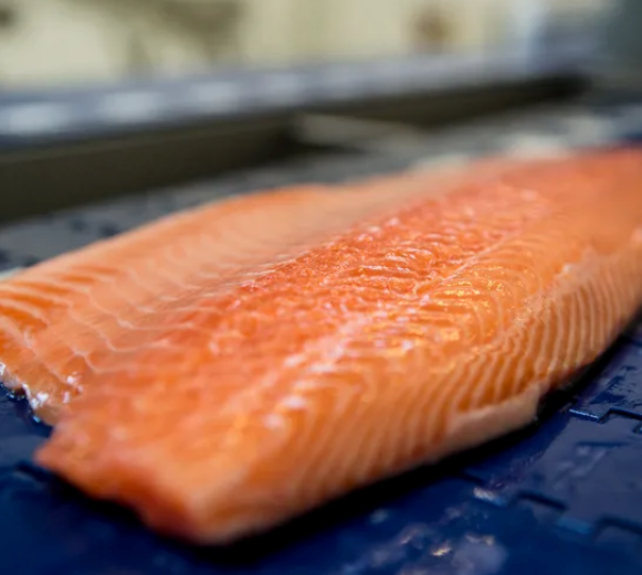 Salmon Trimming Lines 